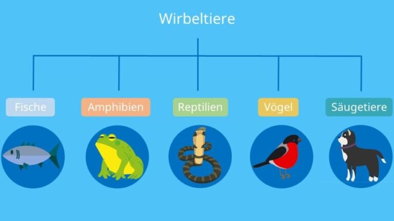 Wirbeltiere Beispiele Arten Und Merkmale Erkl rt wirbeltiere-beispiele-arten-und-merkmale-erkl-rt